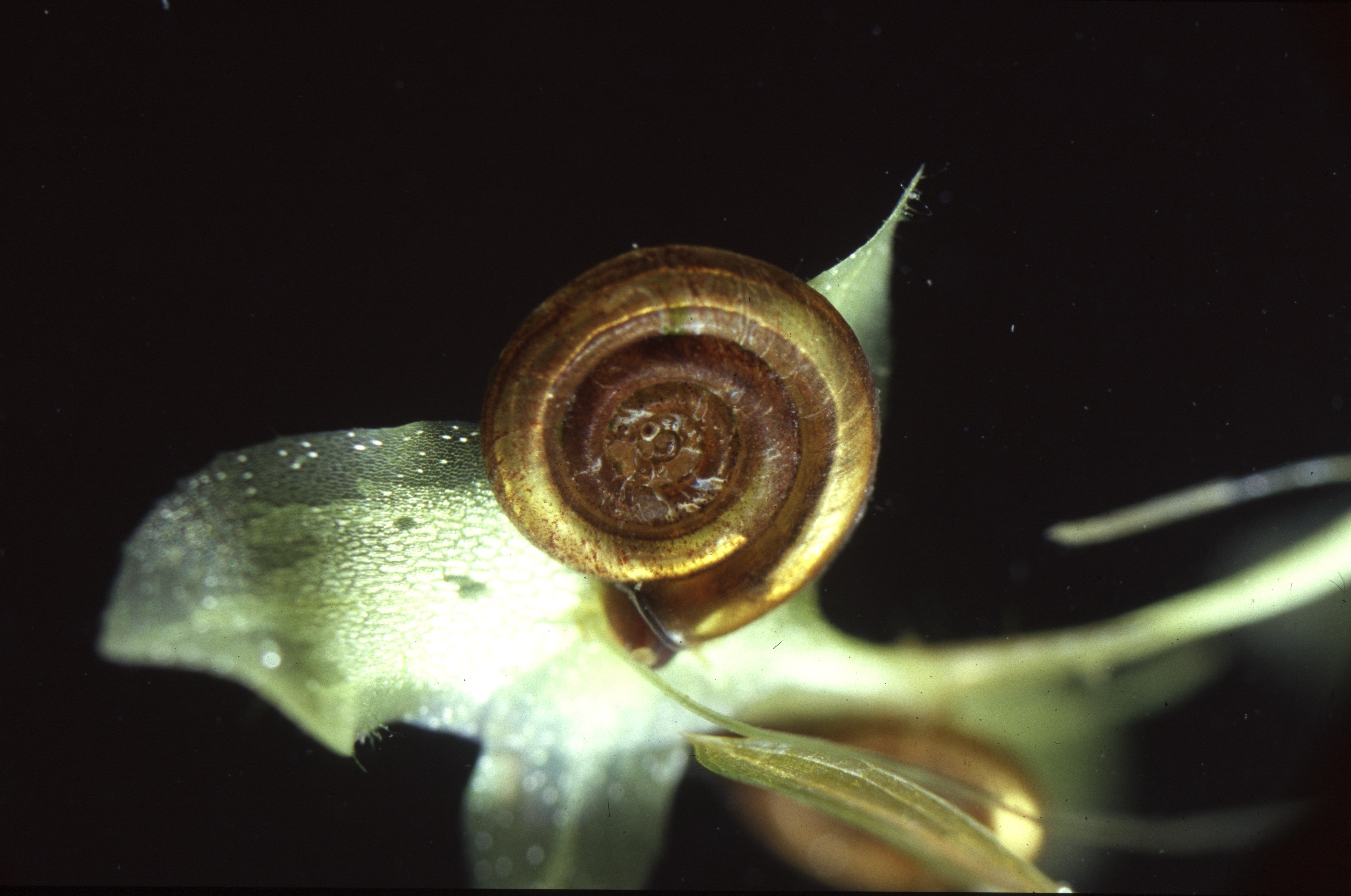 Save the snail - News - Cardiff University