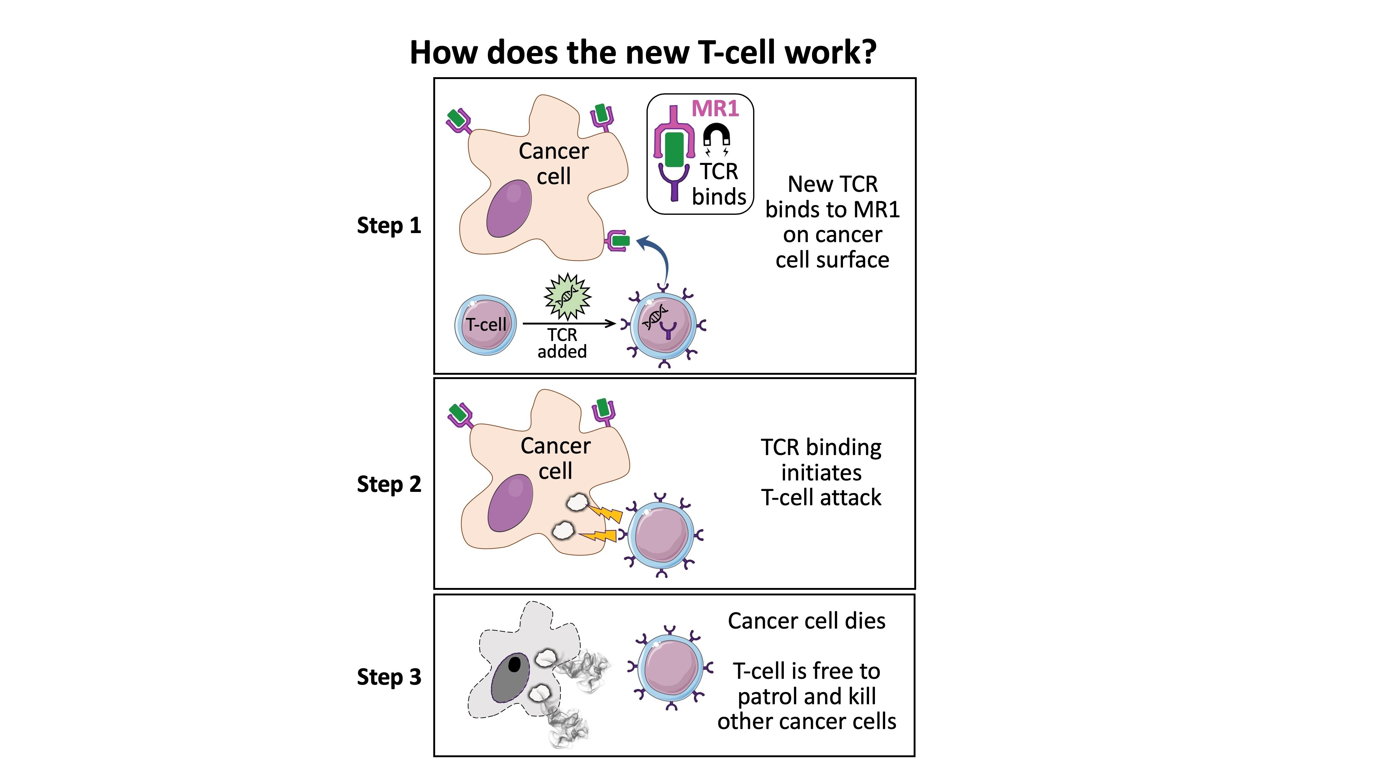 Graphic showing how t-cells work.