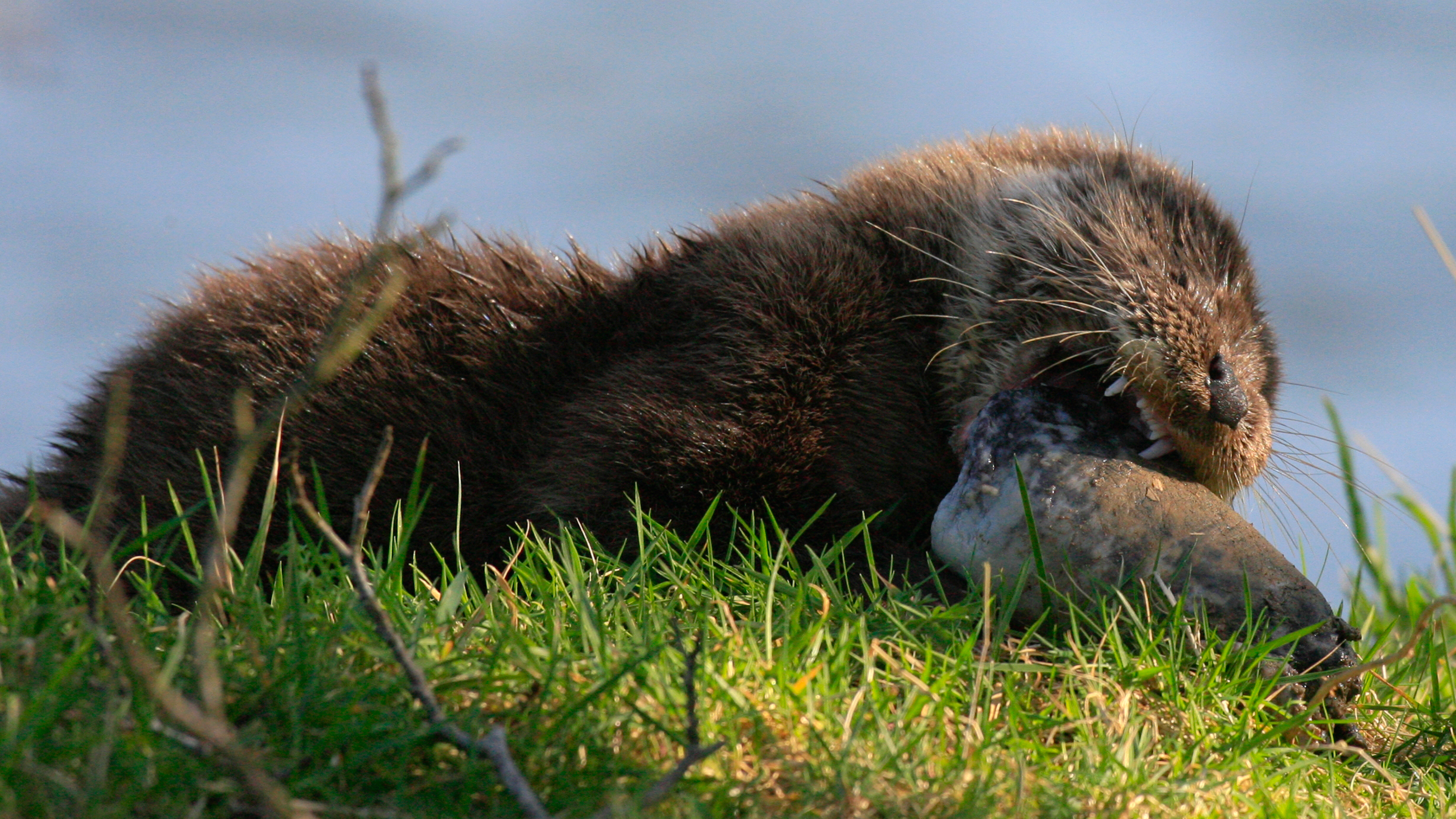 Otter eating