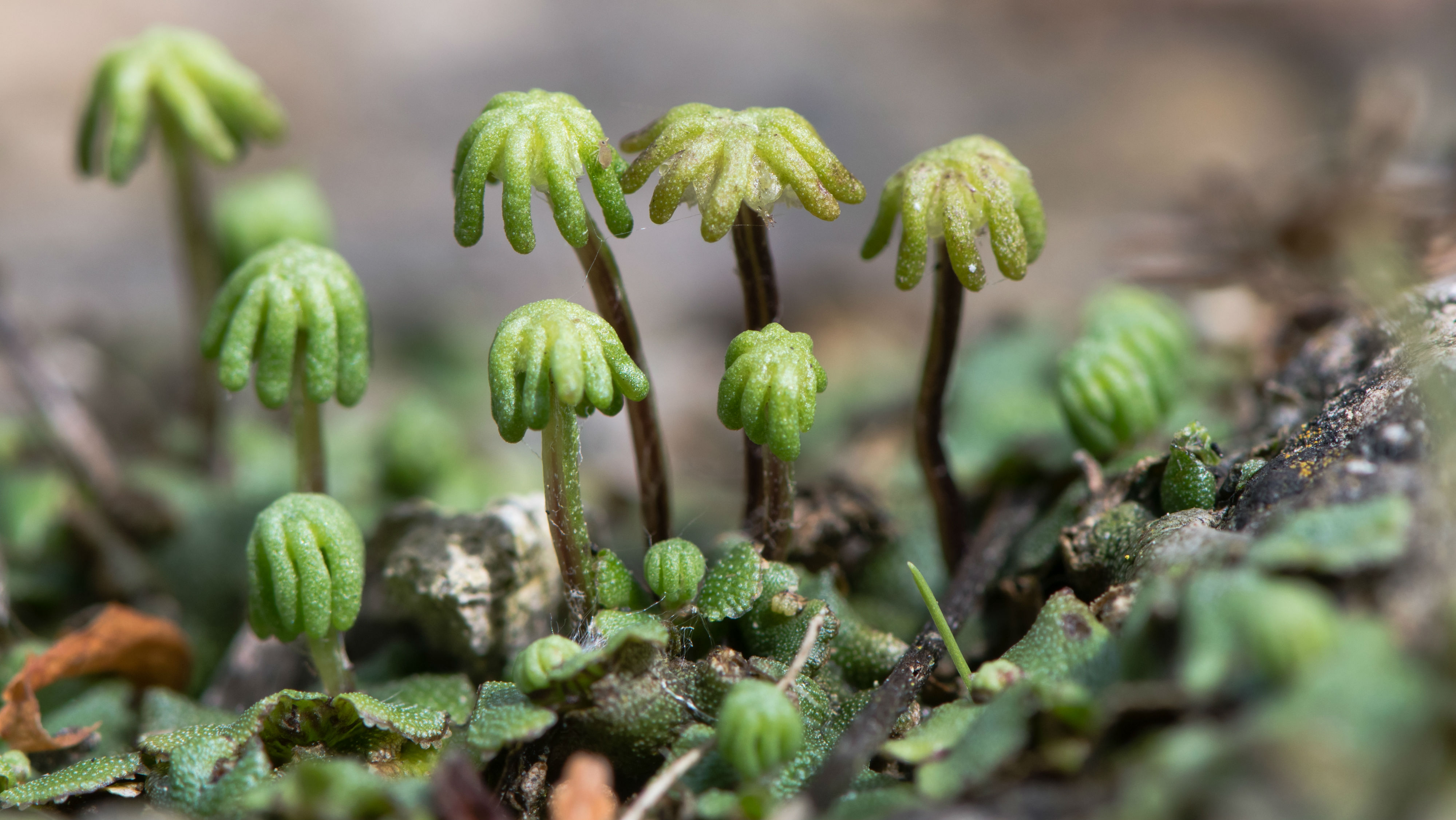 first plants on earth