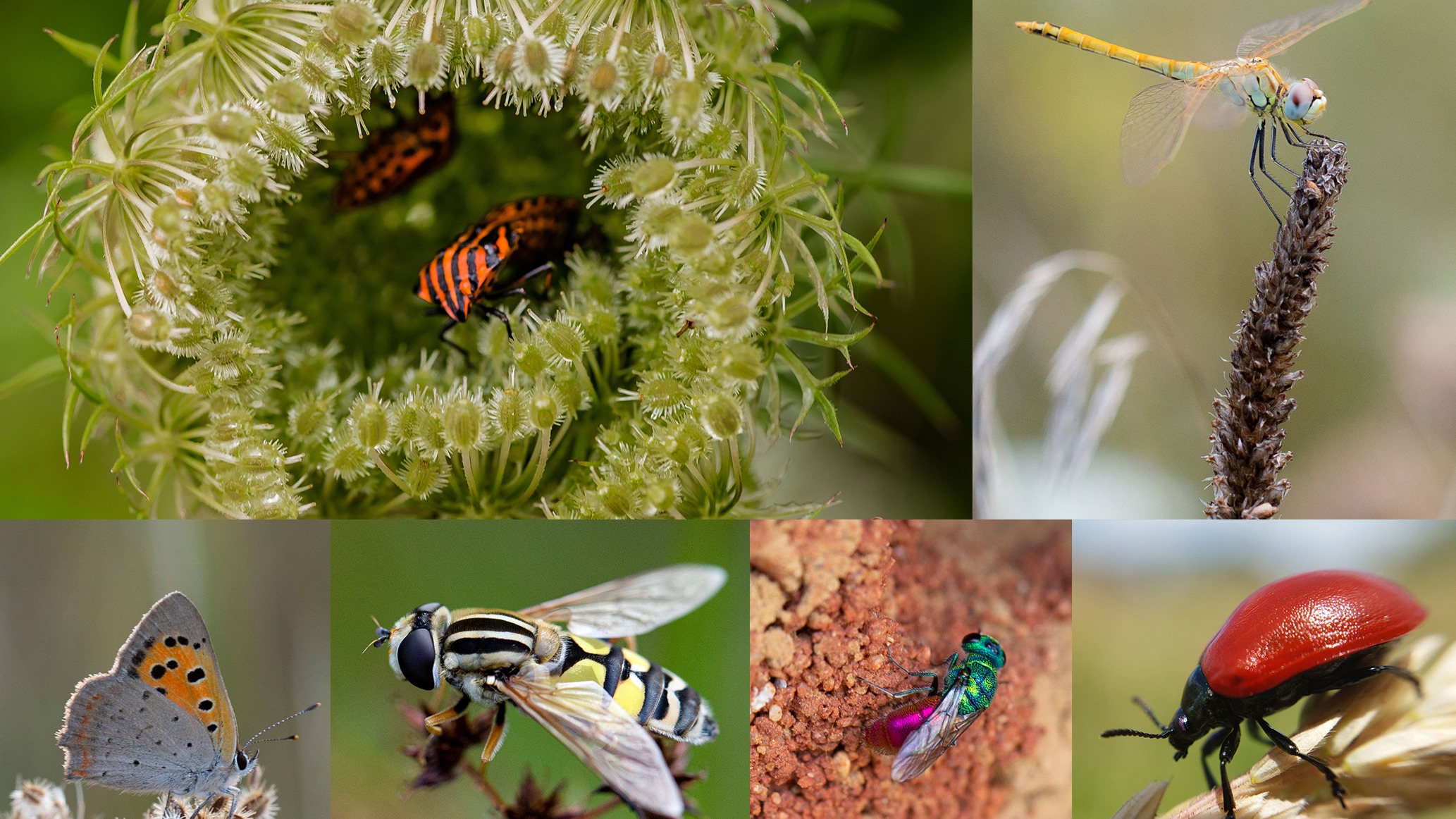 Insect Rescue Science Cardiff researcher unites with global scientists to compile insect ...