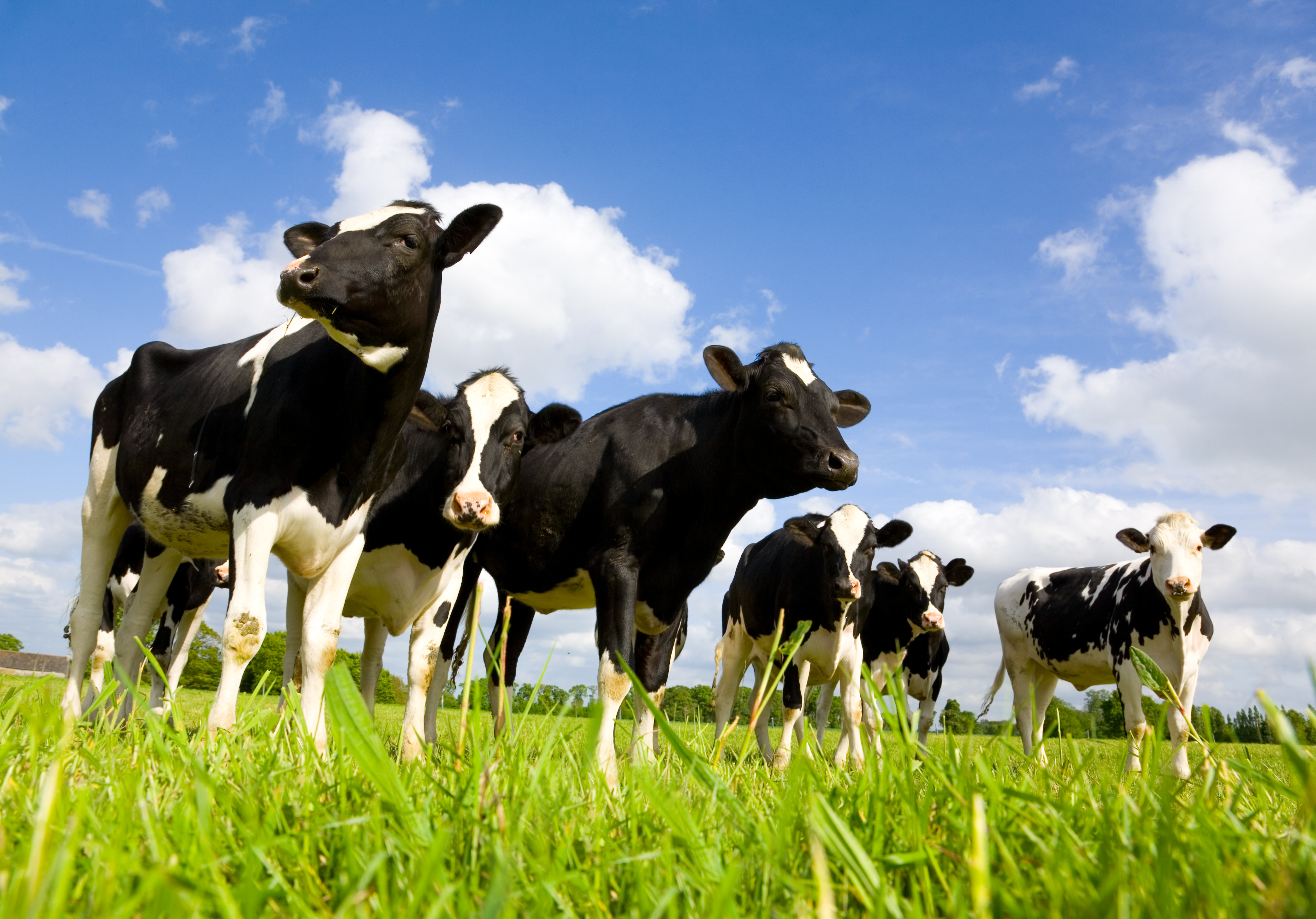 Dairy cattle and climate change – can genetics help us adapt? - News -  Cardiff University