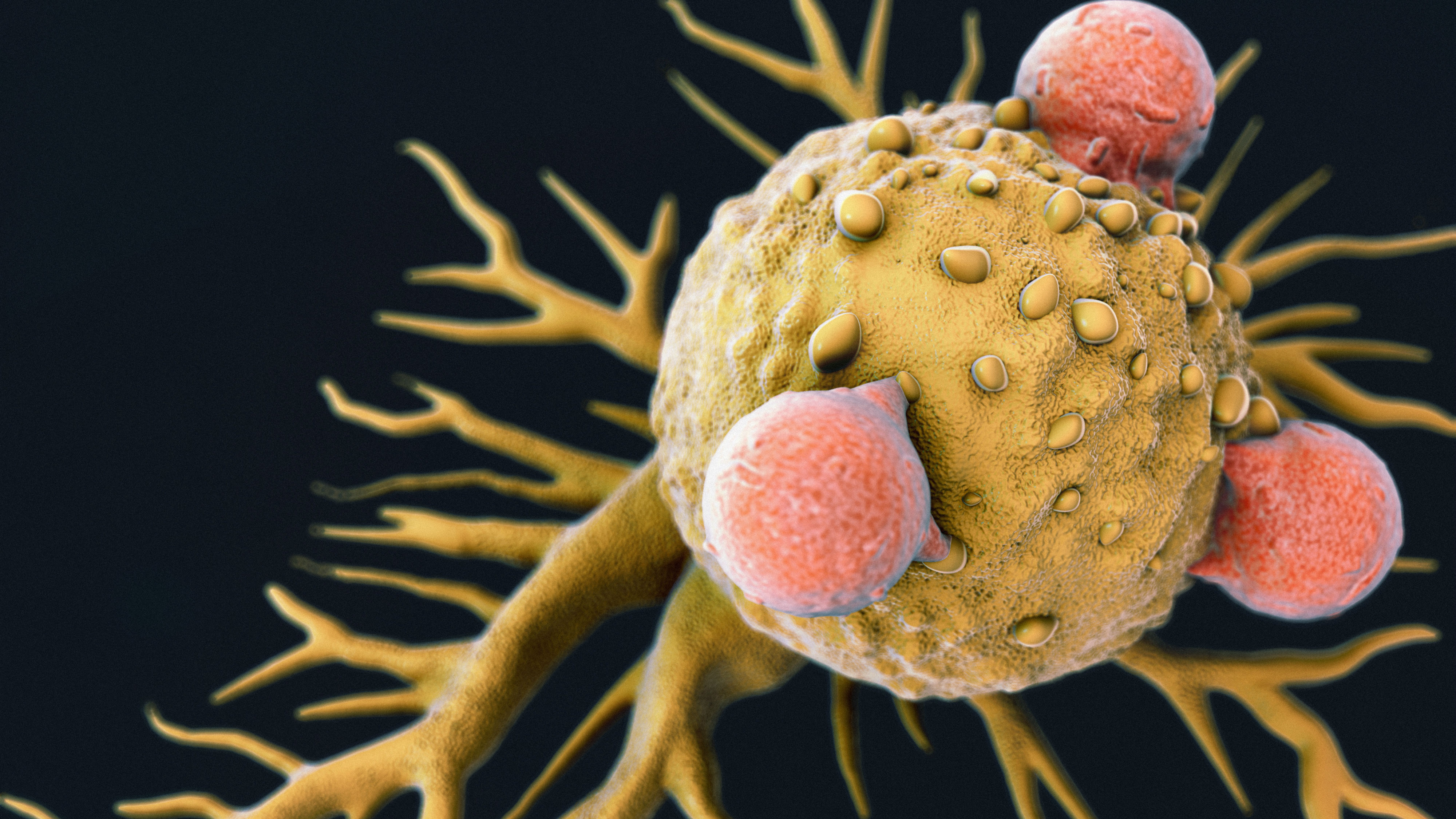 Stock image of t cells attacking cancer