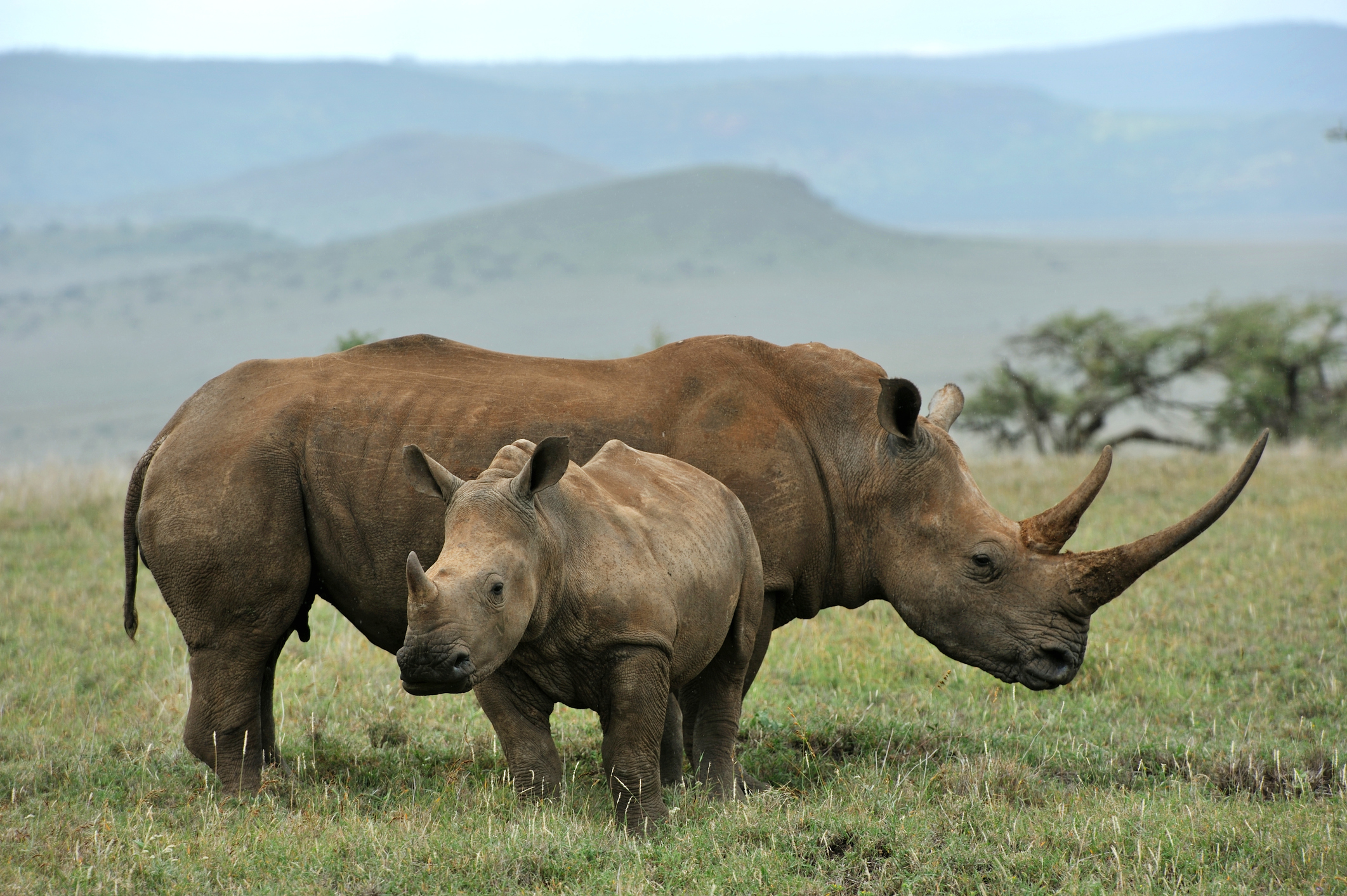 Decline in genetic diversity of black rhino - News - Cardiff University