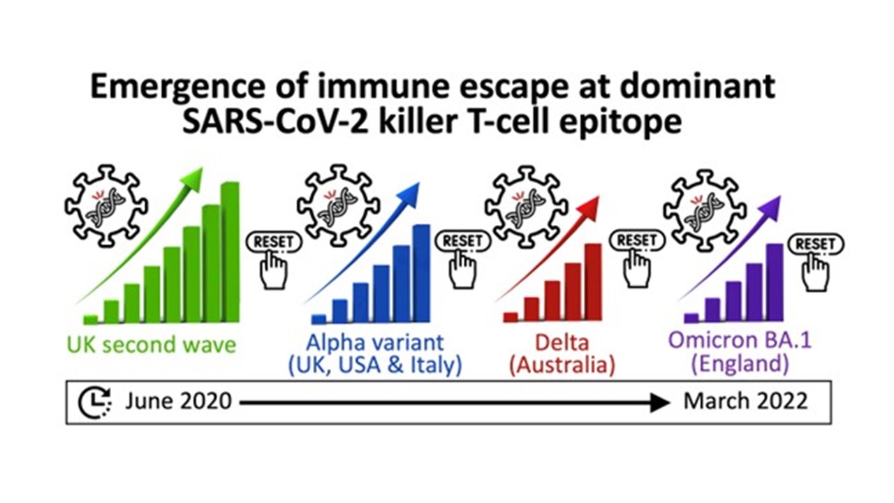 Coronavirus spike proteins may evolve to evade human immune system