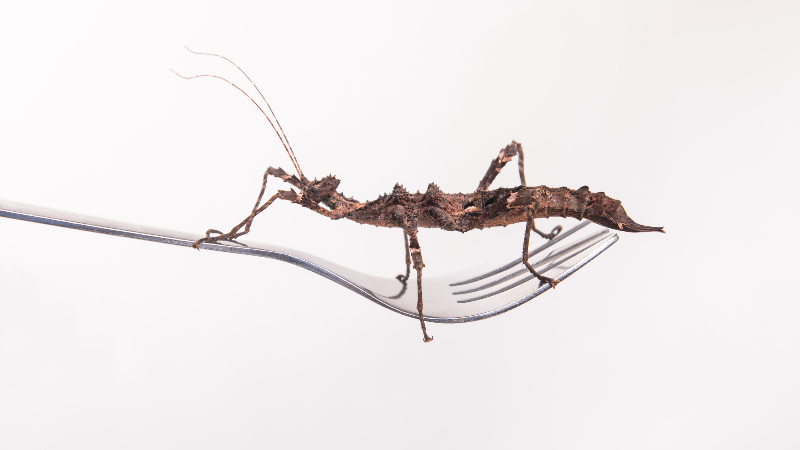 Fork Insect Critter carbonara – UK explores insects-as-food - News - Cardiff University