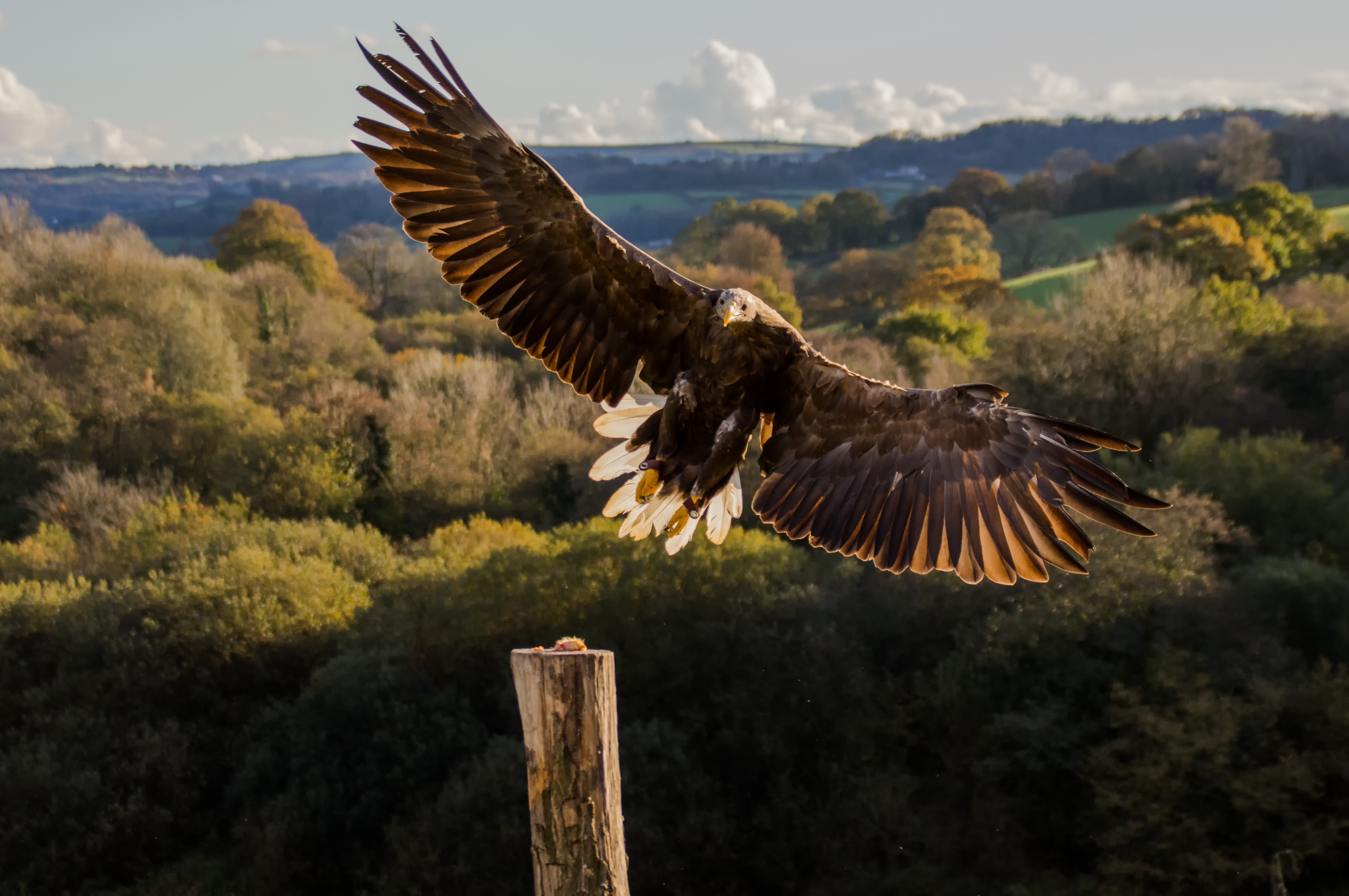Returning lost  eagle species to Wales News Cardiff  