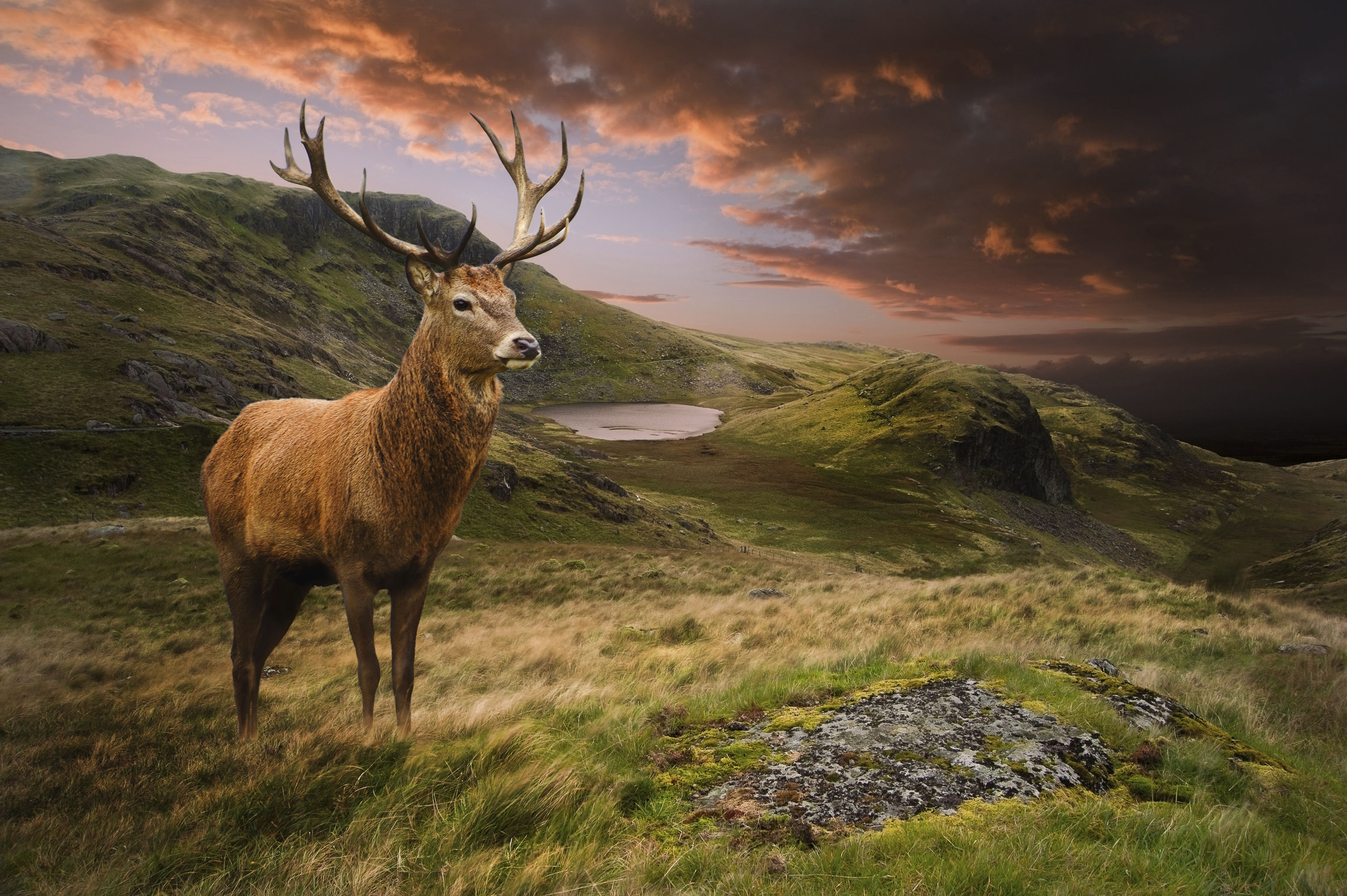 Deer to the islands - News - Cardiff University
